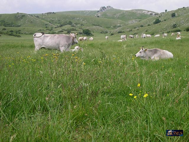 mucche al pascolo.JPG